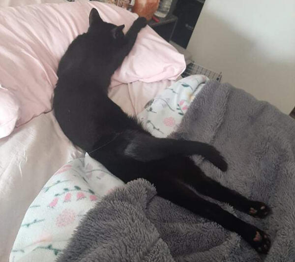 A black cat lying on a bed, stretched out to take up as much space as possible.
