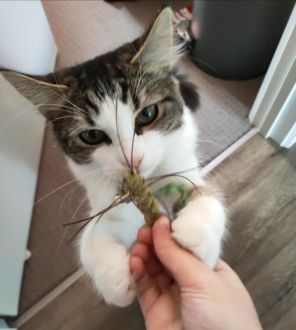 A long-haired tabby and white kitten standing on her back paws to grab at a bug toy being held above her.