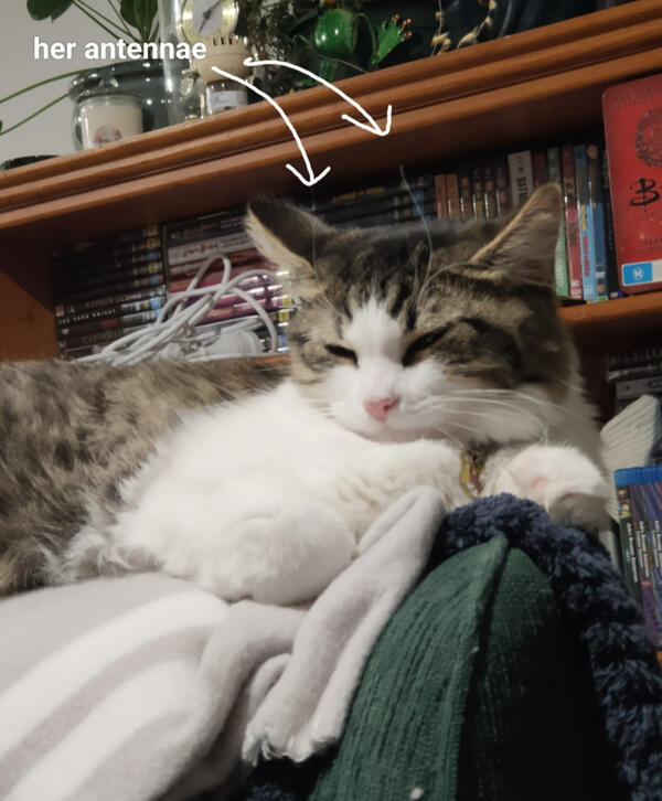 A long-haired tabby and white kitten laying in bed. Her tail is long and fluffy.
